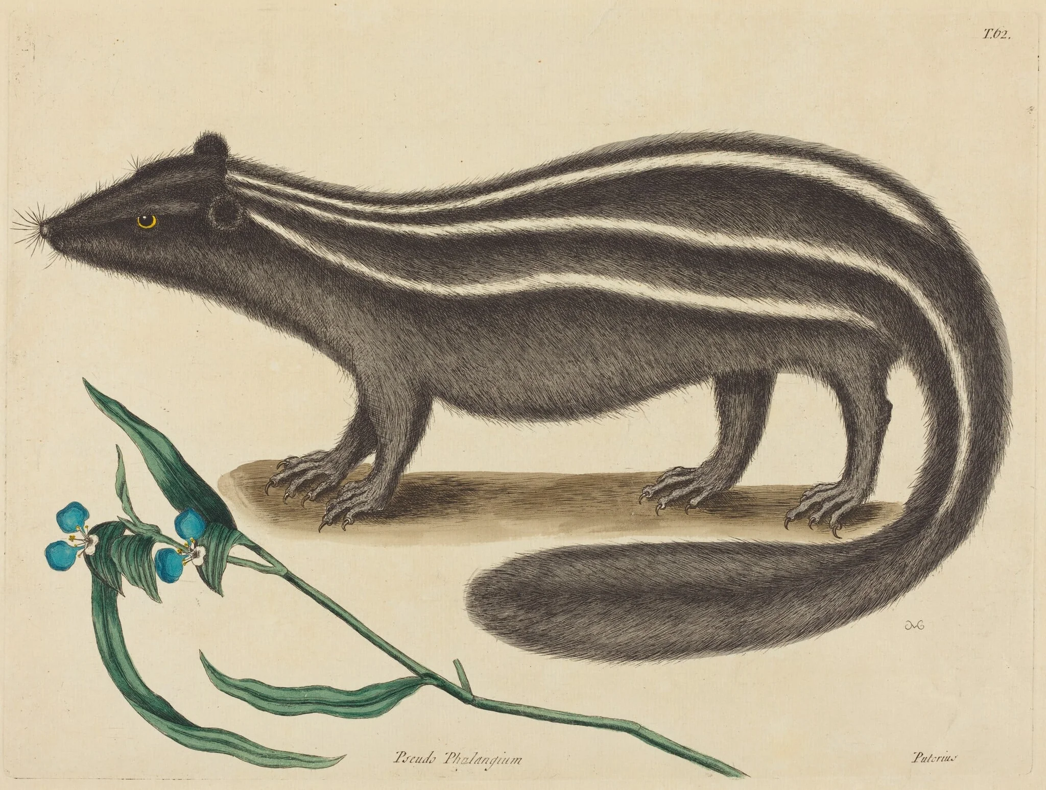 The Pole Cat (Viverra putorius), detail