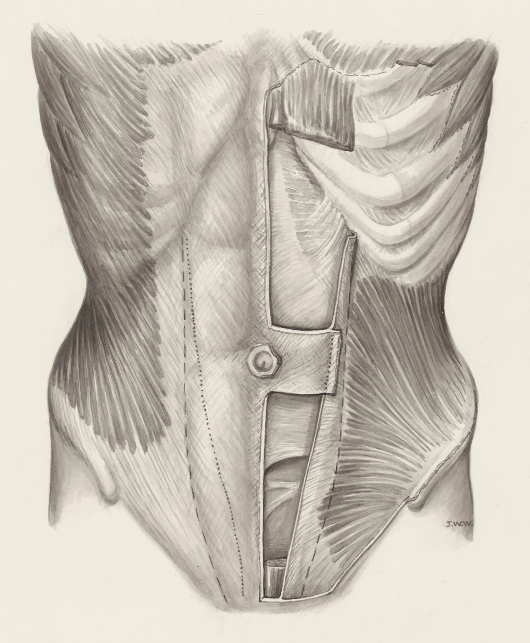Muscular tissue of the abdomen, detail