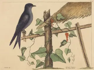 The Purple Martin (Hirundo purpurea), by Mark Catesby, ink, 1737