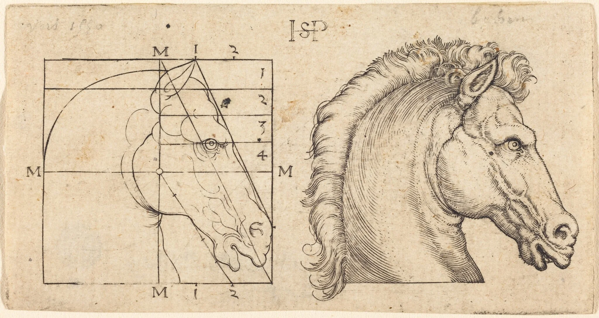 Profile Study of Two Horse Heads, detail