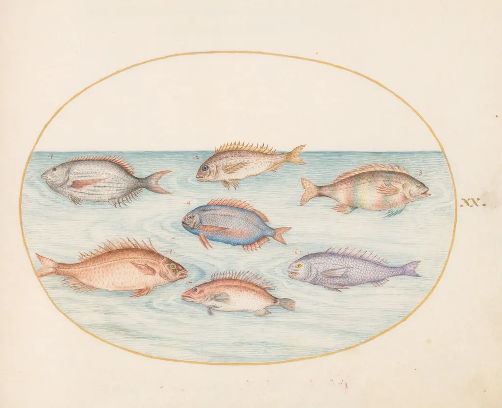 Plate 20: Sea Bream, Dentex, Sargo, and Other Fish, by Joris Hoefnagel, gouache, 1594