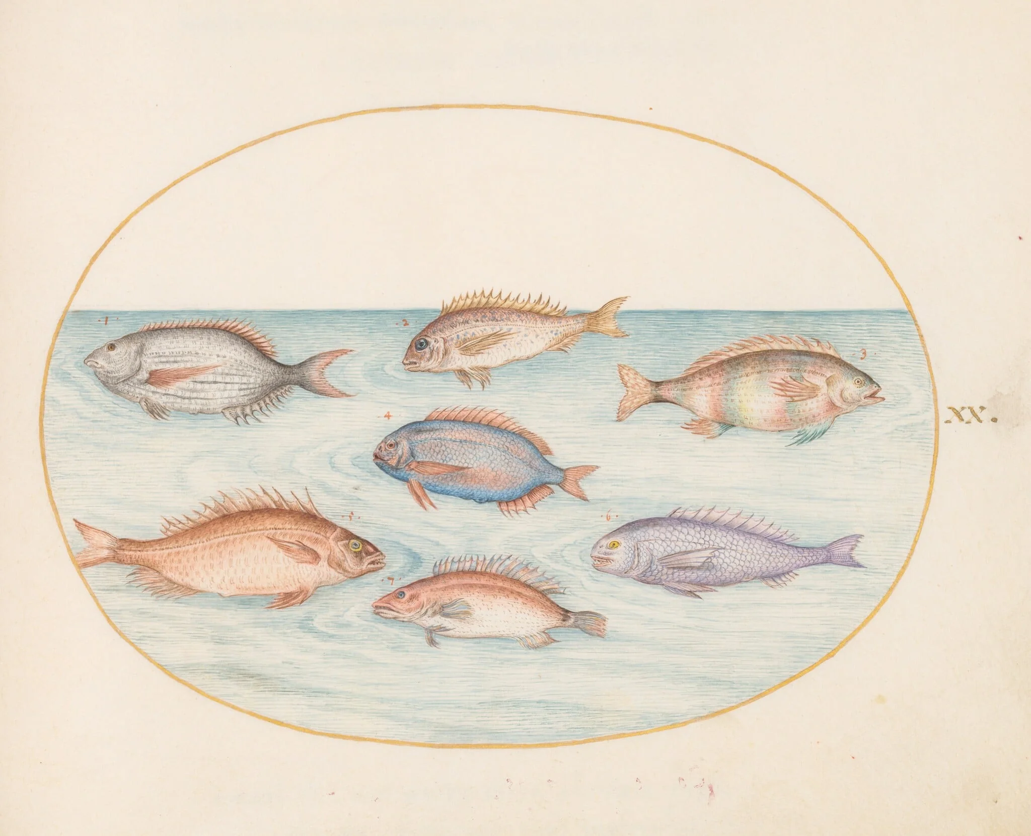 Plate 20: Sea Bream, Dentex, Sargo, and Other Fish, detail