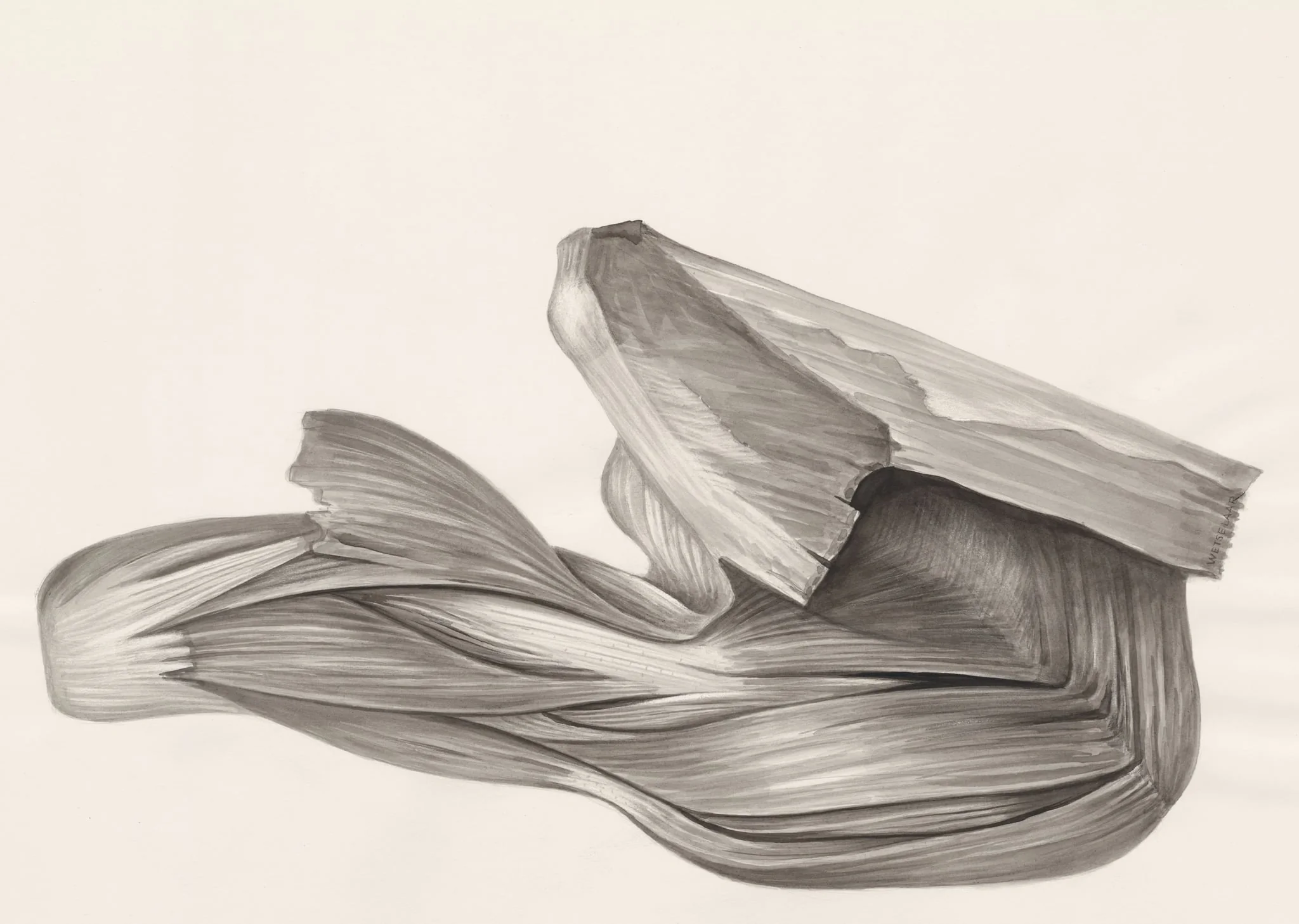 Muscular tissue of a lizards leg, detail