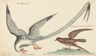 The Tropic Bird (Phaeton aethereus), by Johann Michael Seligmann, ink, 1752