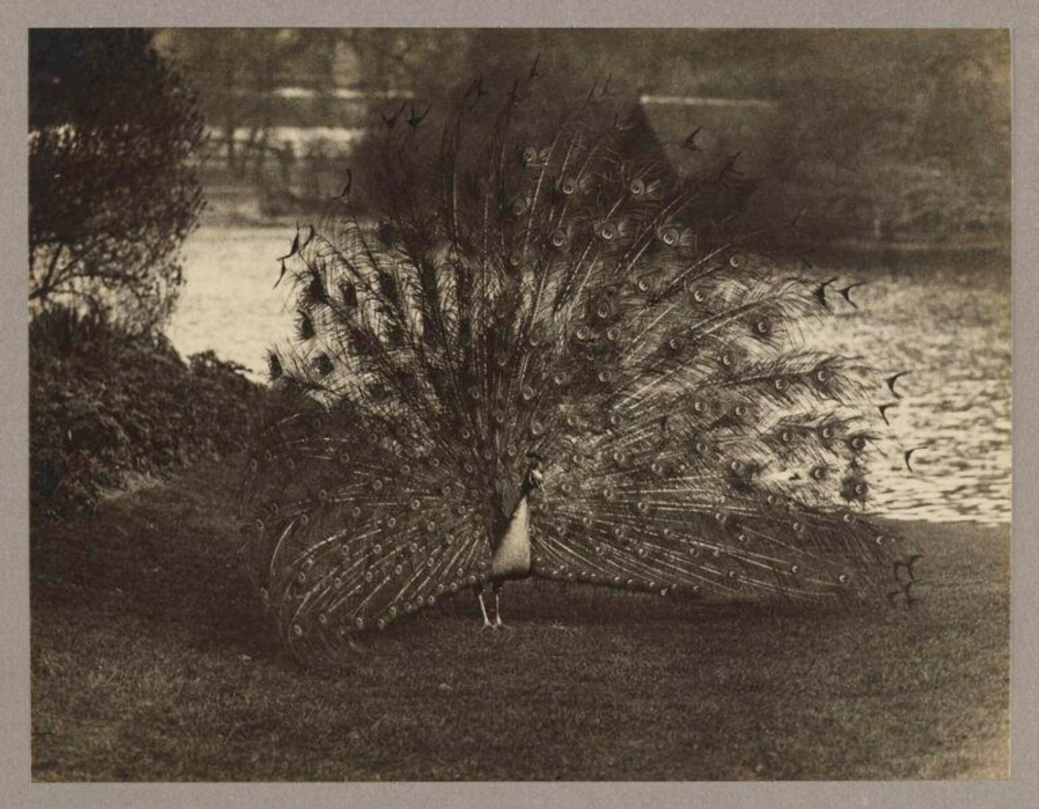 Peacock, detail