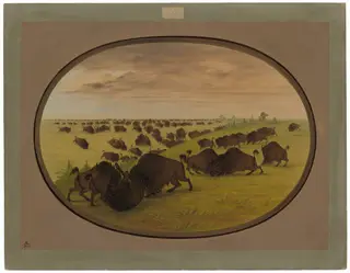 Bulls Fighting, by George Catlin, oil, 1865
