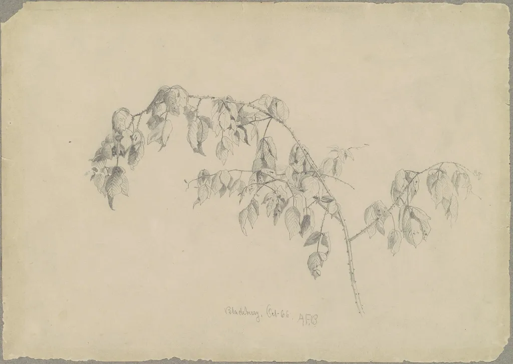 Blackberry, by Andrew Fisher Bunner, graphite, 1866