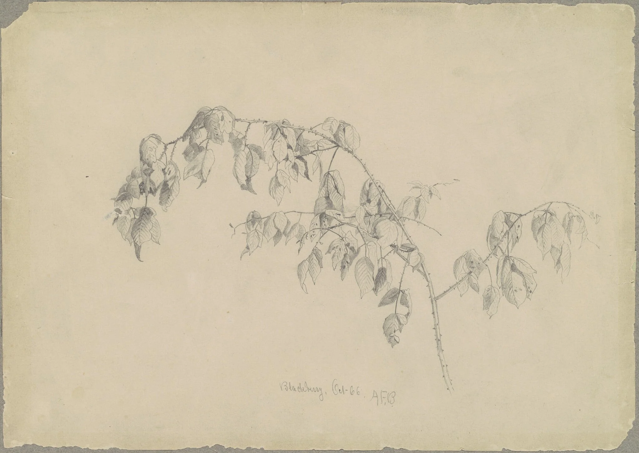 Blackberry, detail