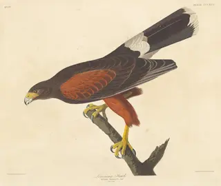 Louisiana Hawk, by Havell, Jr., Robert, ink, 1837