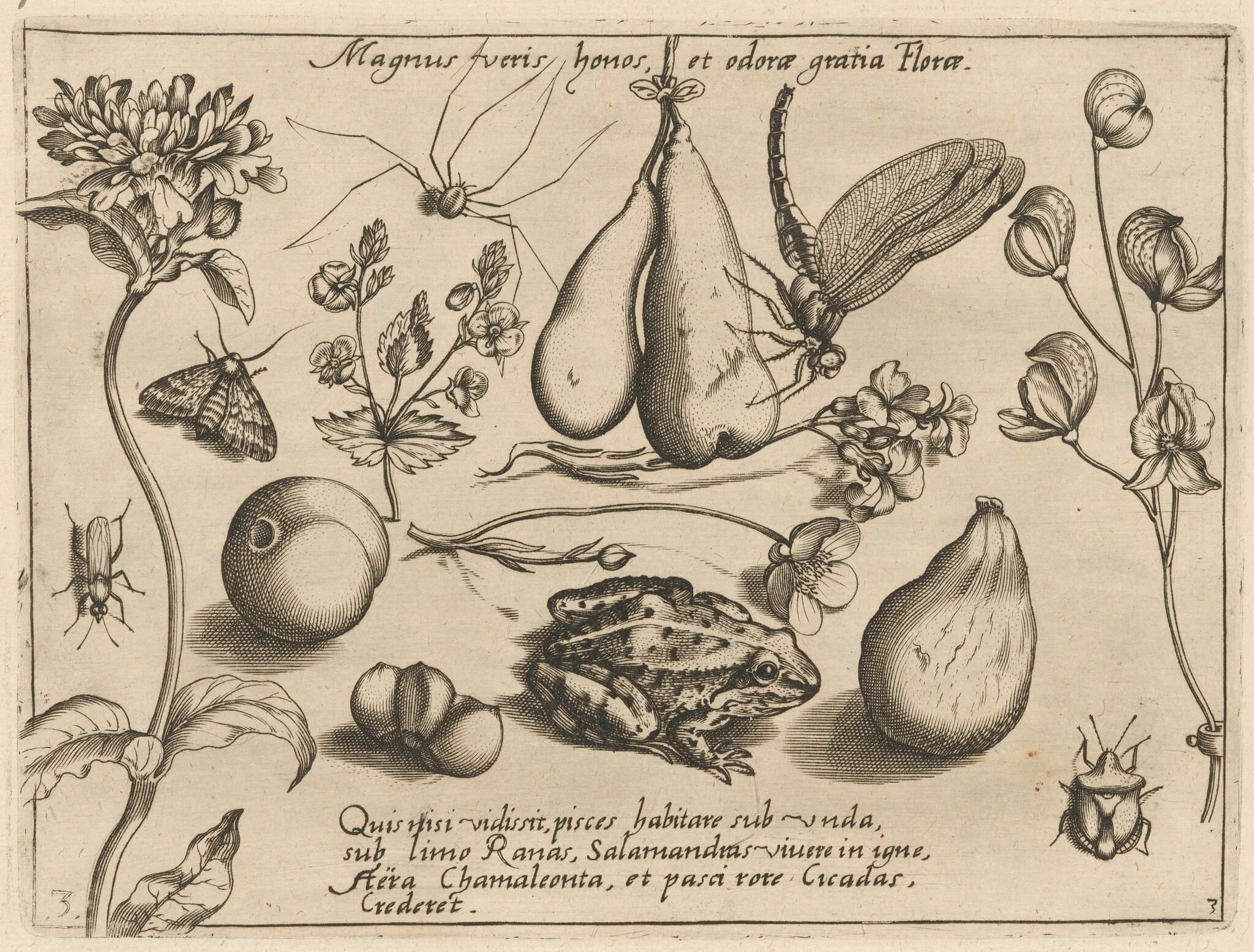 Archetypa studiaque patris Georgii Hoefnagelii [Part 3, Plate 3], detail