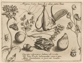 Archetypa studiaque patris Georgii Hoefnagelii [Part 3, Plate 3], by Jacob Hoefnagel, ink, 1592