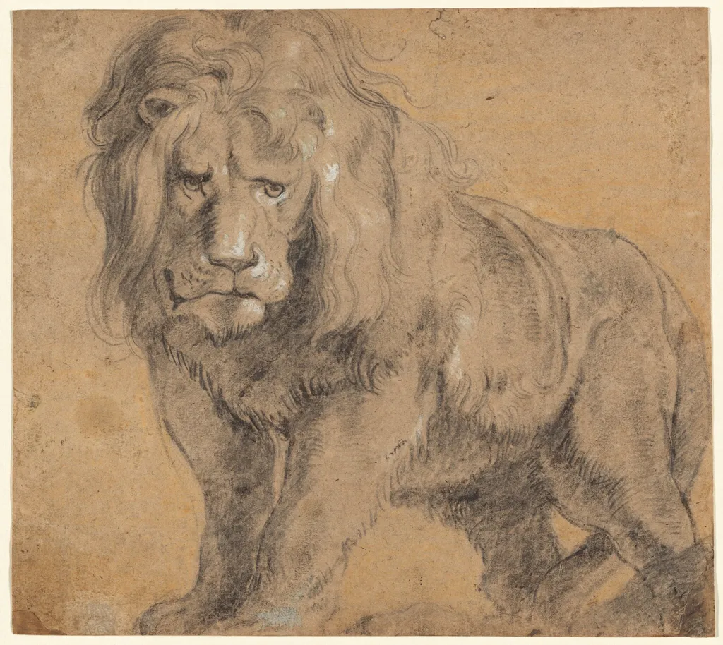 Lion, by Peter Paul, Sir Rubens, chalk, 1612