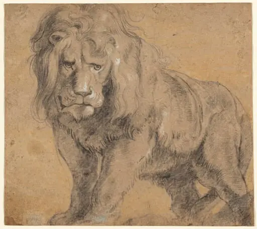 Lion, by Peter Paul, Sir Rubens, chalk, 1612