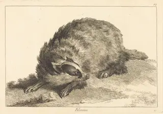 Blereau (Badger), by Jacques-Philippe Le Bas, ink, 1745