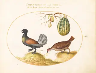 Plate 12: Pair of Wood Grouse with a Melon and Pears, by Joris Hoefnagel, gouache, 1594