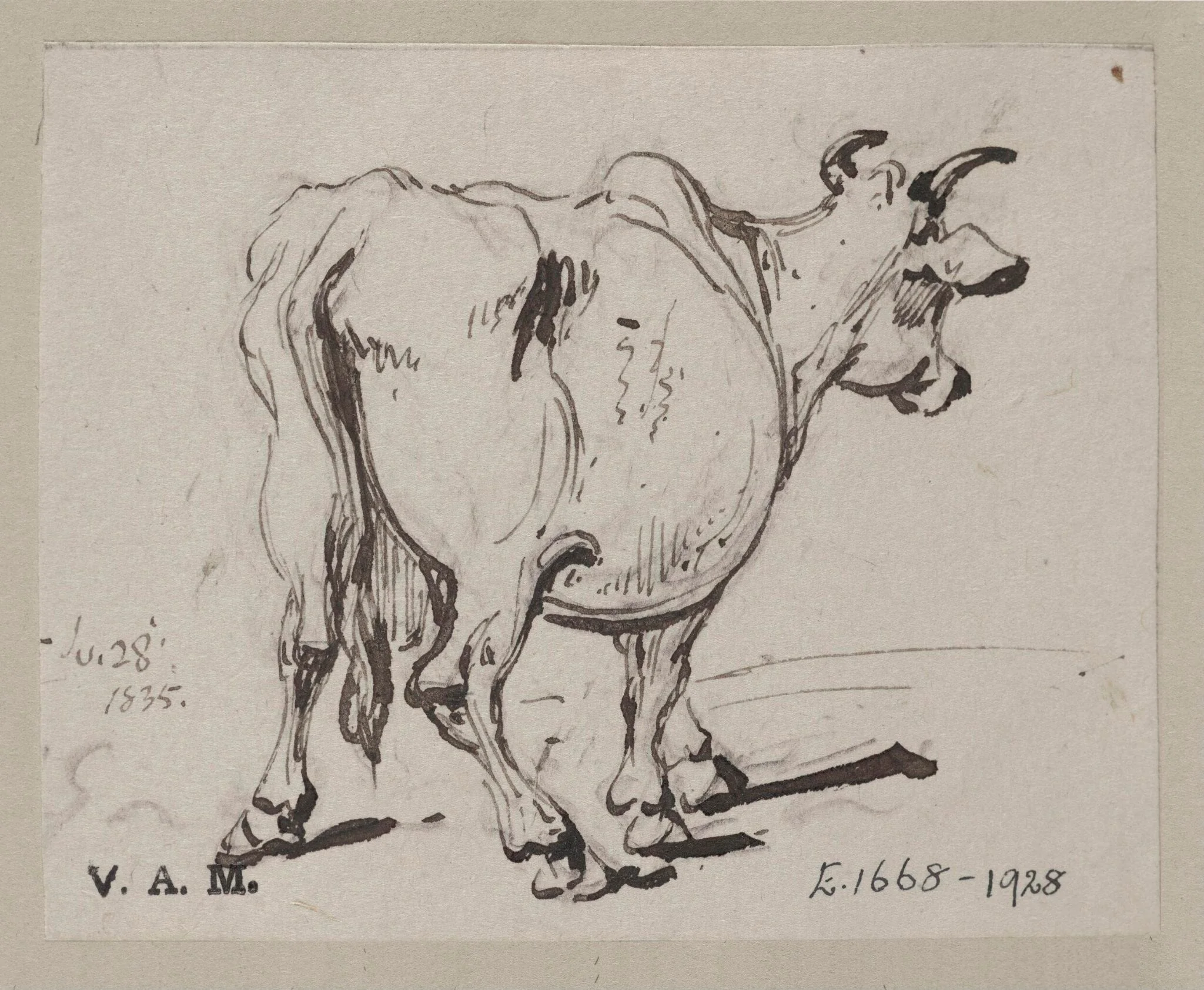 A cow seen from behind, detail