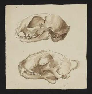 Untitled, by Beatrix Potter, watercolor, 1895