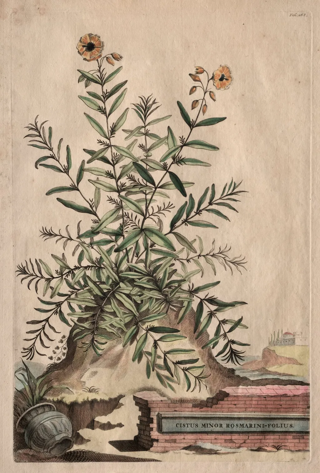 Phytographia Curiosa:  Cistus Minor Rosmarini-Folius, by Abraham Munting, 1667