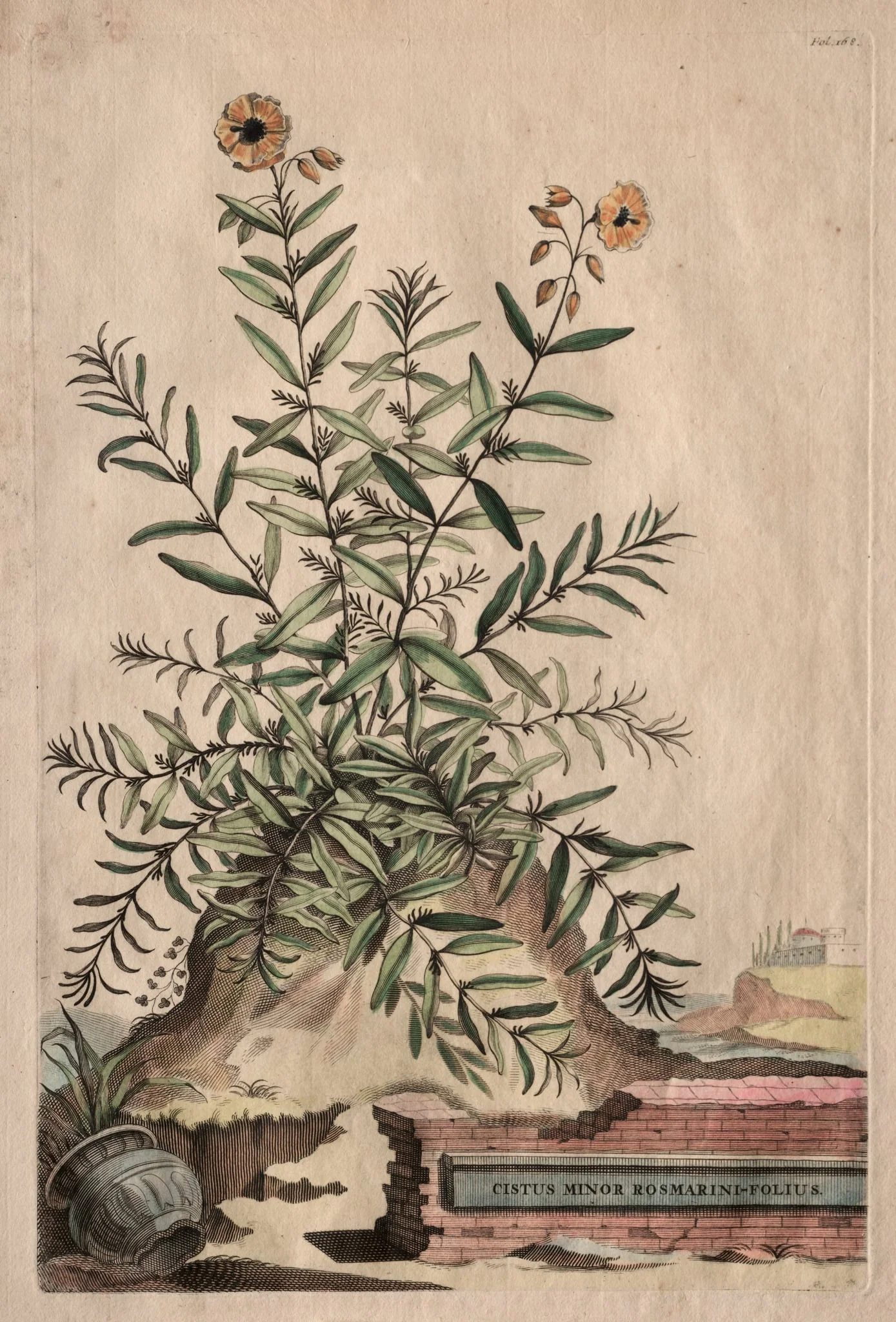 Phytographia Curiosa: Cistus Minor Rosmarini-Folius, detail