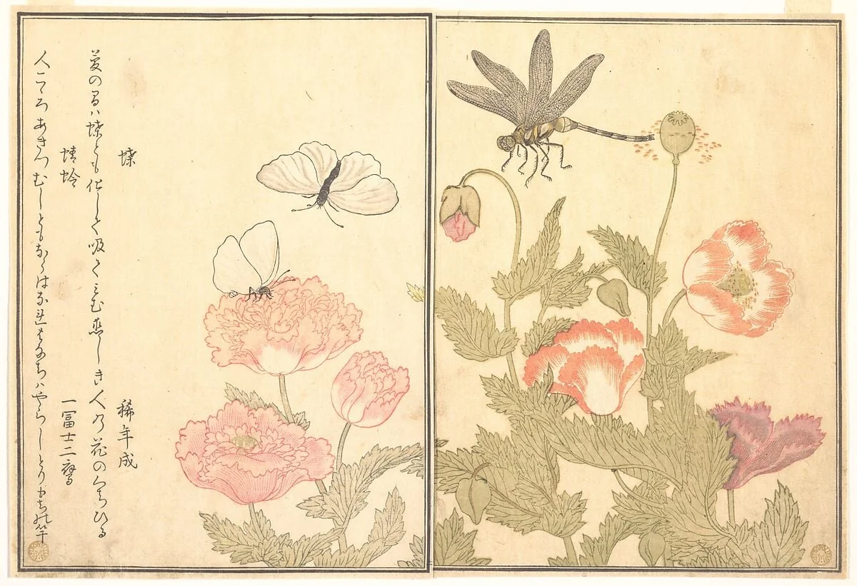 『画本虫撰』 「蝶」「蜻蛉」|Butterfly (Chō); Dragonfly (Kagerō or Tonbo), from the Picture Book of Crawling Creatures (Ehon mushi erami), detail