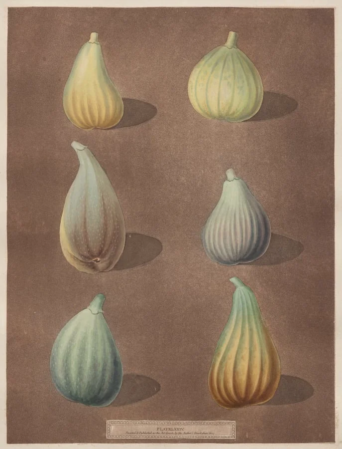 Pomona Britannica: No. 74 - Figs, detail