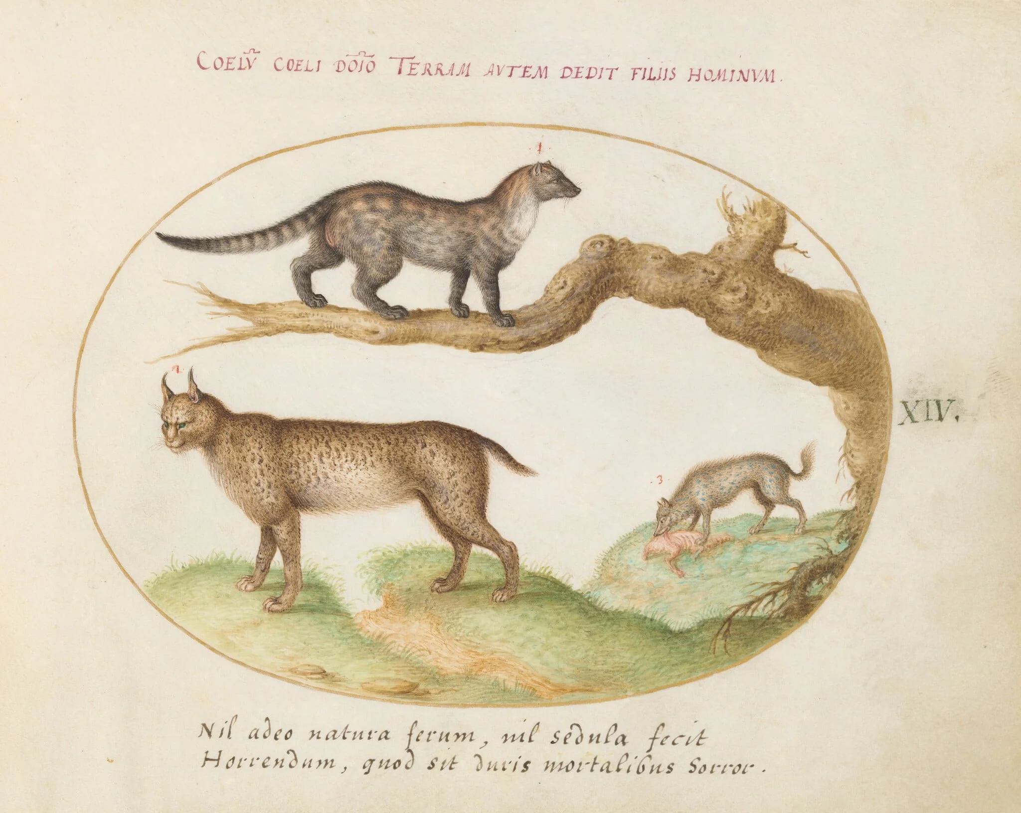 Plate 14: A Civet, a Lynx, and a Hyena Eating a Dog, detail