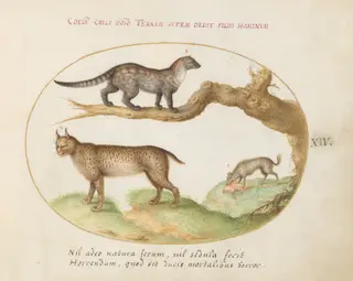 Plate 14: A Civet, a Lynx, and a Hyena Eating a Dog, by Joris Hoefnagel, gouache, 1594