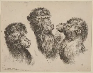 Three Camel Heads, by Stefano Della Bella, ink, 1649