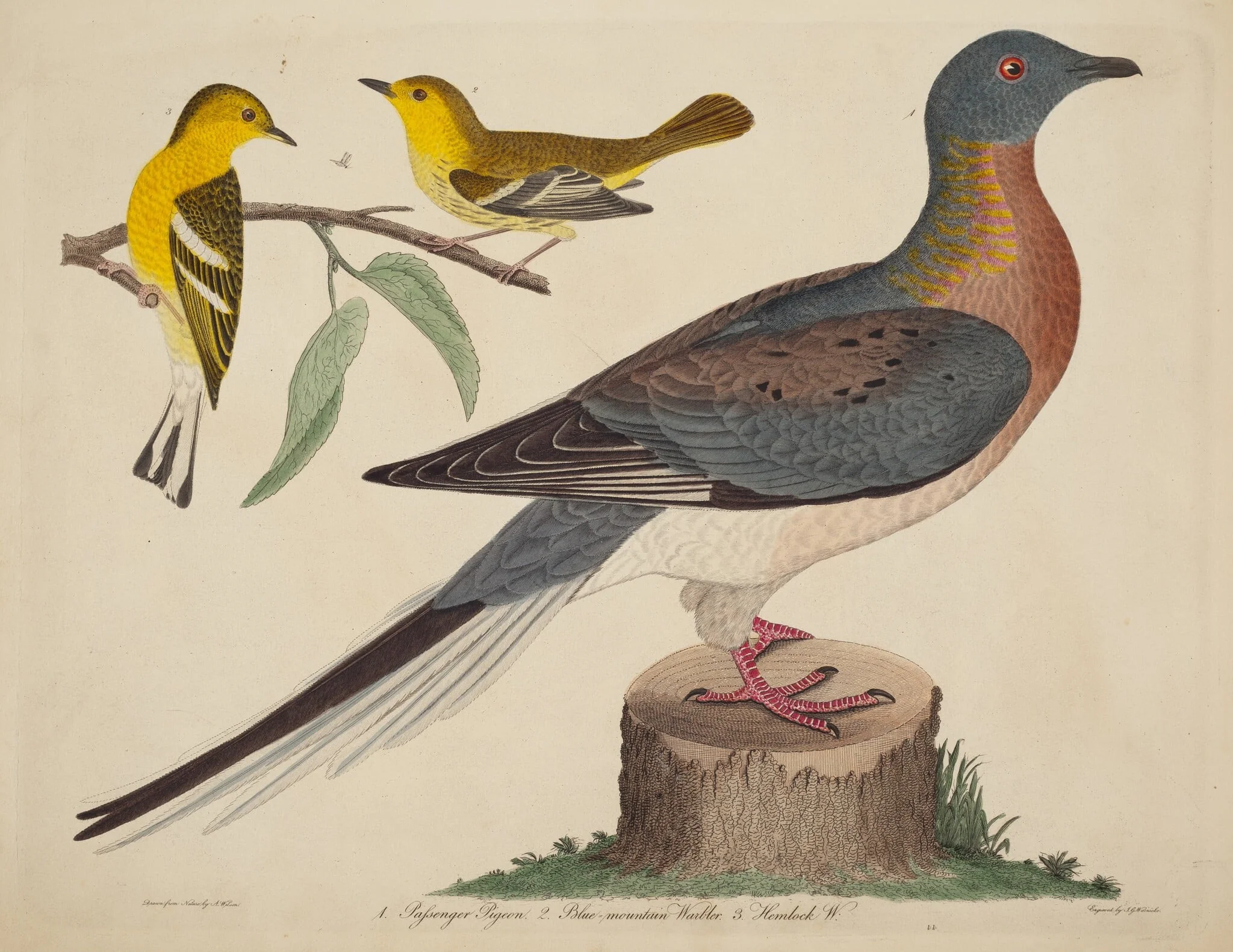 Passenger Pigeon, Blue-mountain Warbler, and Hemlock Warbler, detail