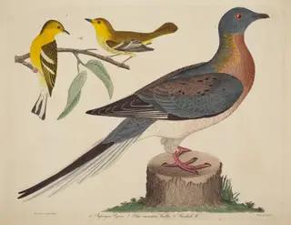 Passenger Pigeon, Blue-mountain Warbler, and Hemlock Warbler, by John G. Warnicke, ink, 1811
