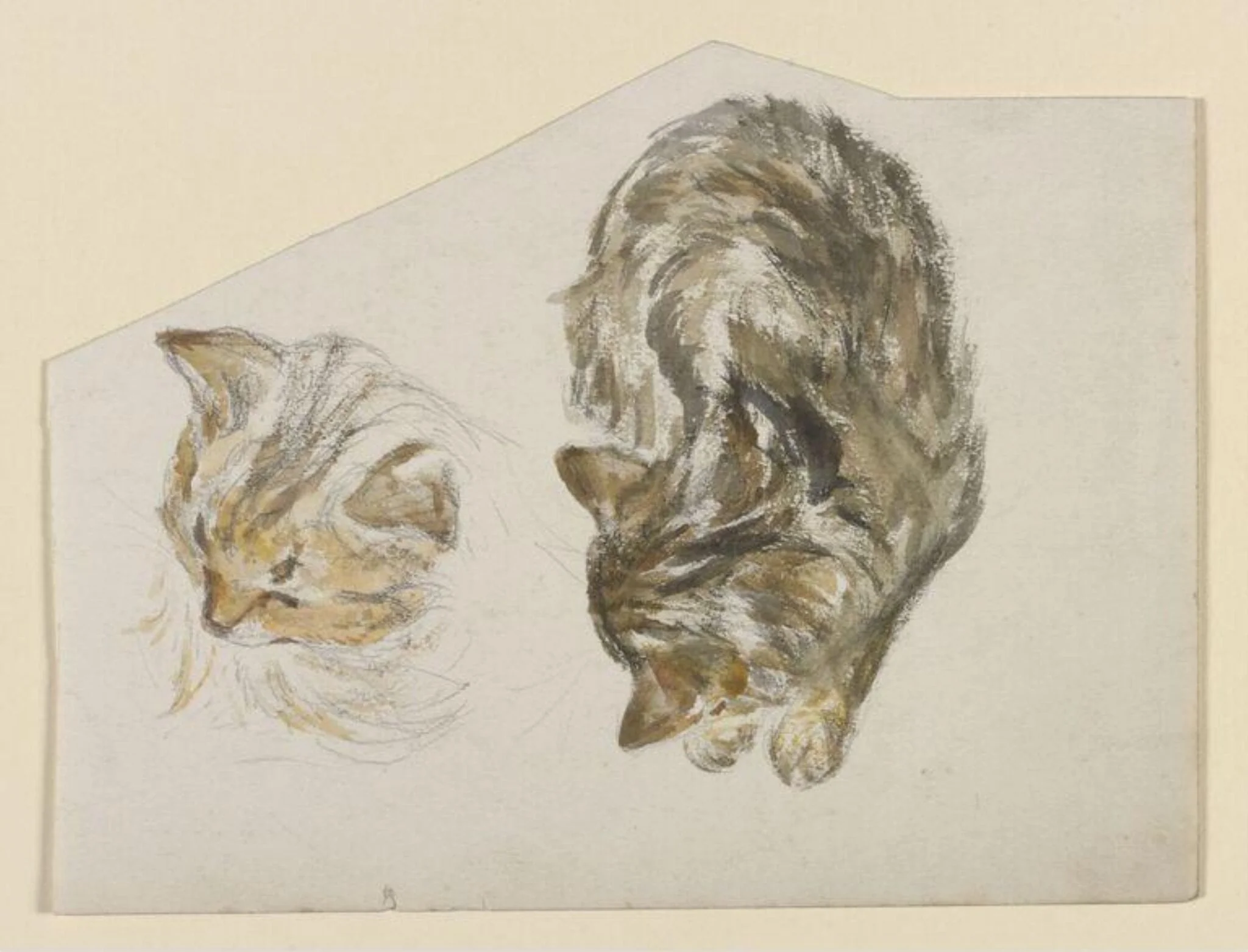 A kitten sleeping; head of a kitten, detail