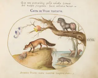 Plate 27: A Cross Fox, a Hyena/Baboon, a "Sea Wolf," and a Gulon (Wolverine?), by Joris Hoefnagel, gouache, 1594