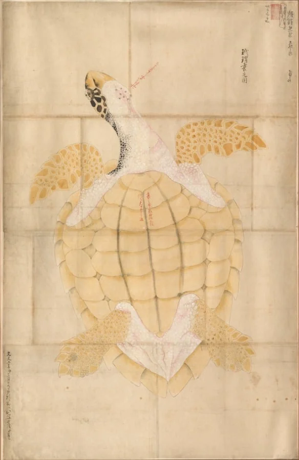 Tortoise, detail