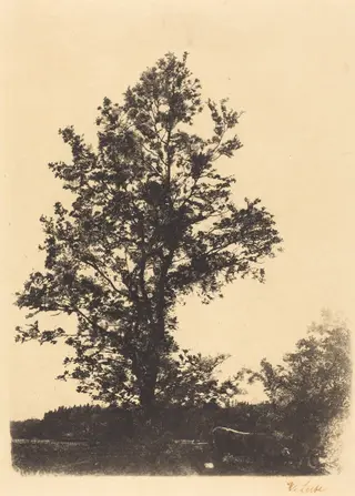 The Large Tree, by Wilhelm Leibl, ink, 1874