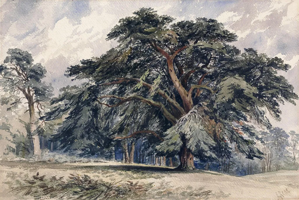A Cedar Tree, by Samuel Read, watercolor, 1850