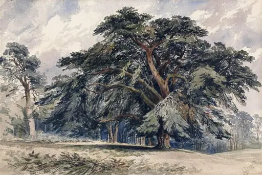 A Cedar Tree, by Samuel Read, watercolor, 1850