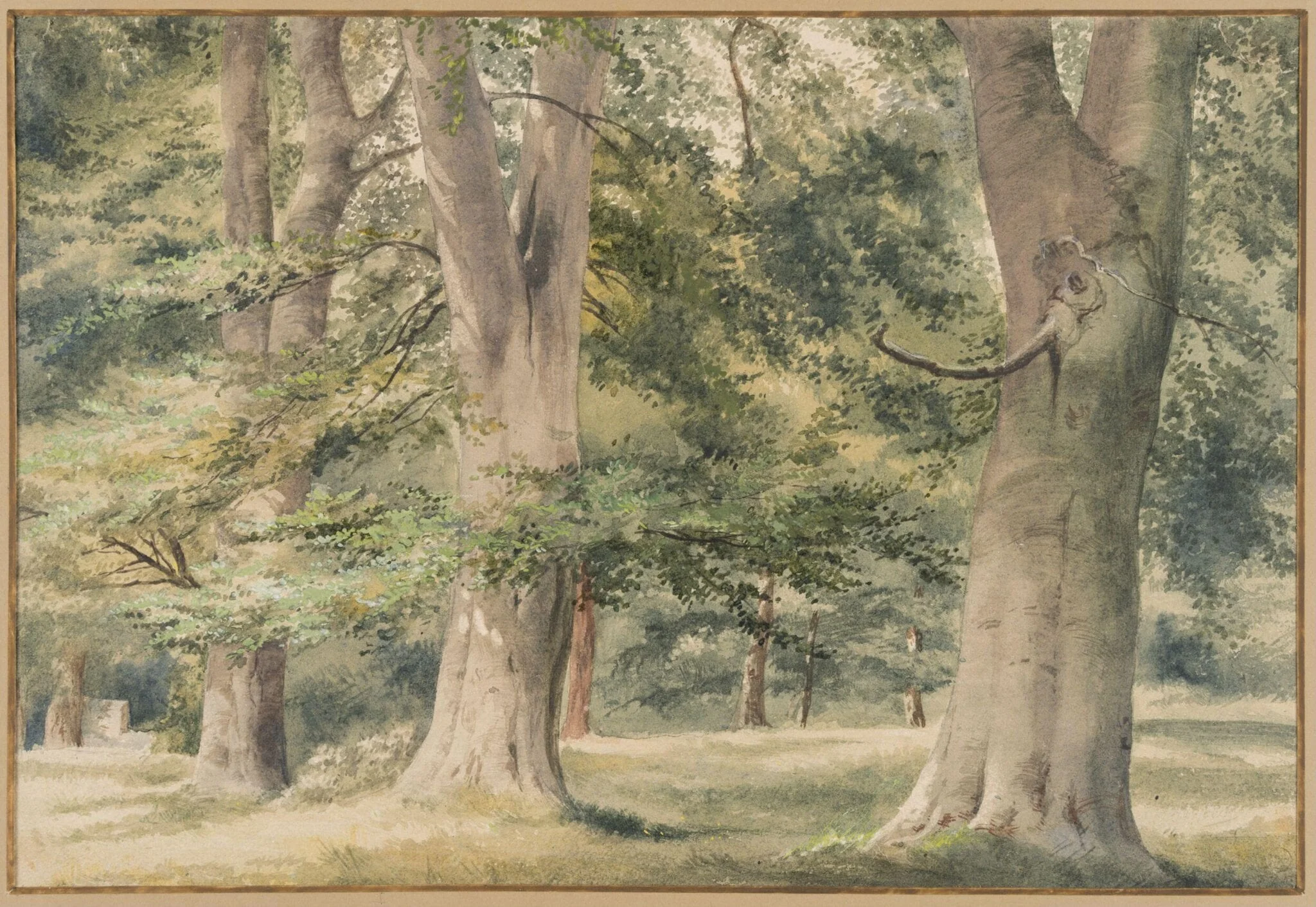 Beech Trees, detail