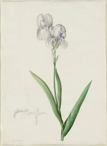 Iris Swertii, by Pierre Joseph Redouté, watercolor, 1809