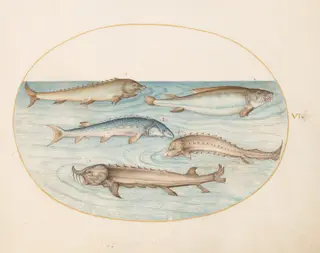 Plate 6: Five Catfish and Sturgeon(?), by Joris Hoefnagel, gouache, 1594