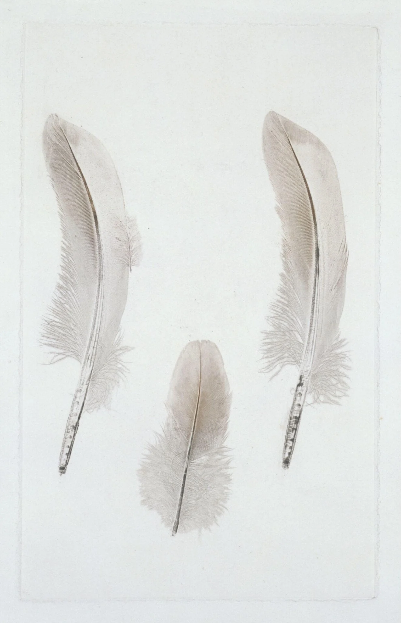 Nature print, detail