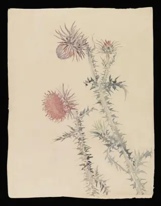 Two pink thistle plants, by Beatrix Potter, watercolor, 1850