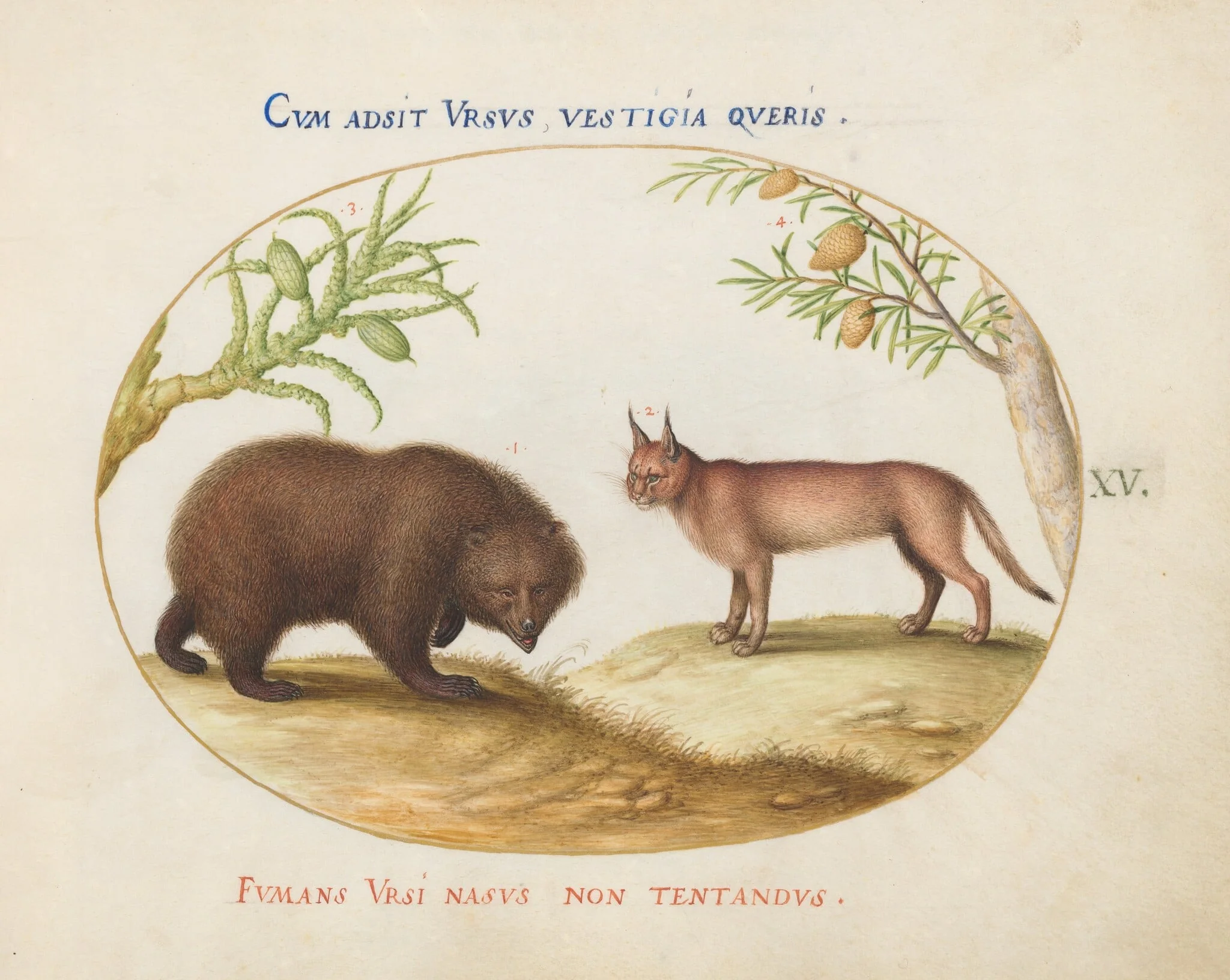Plate 15: A Bear and a Lynx(?), detail