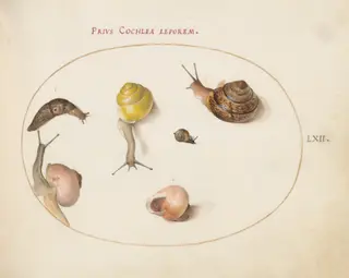 Plate 62: A Slug with Snails, by Joris Hoefnagel, gouache, 1594