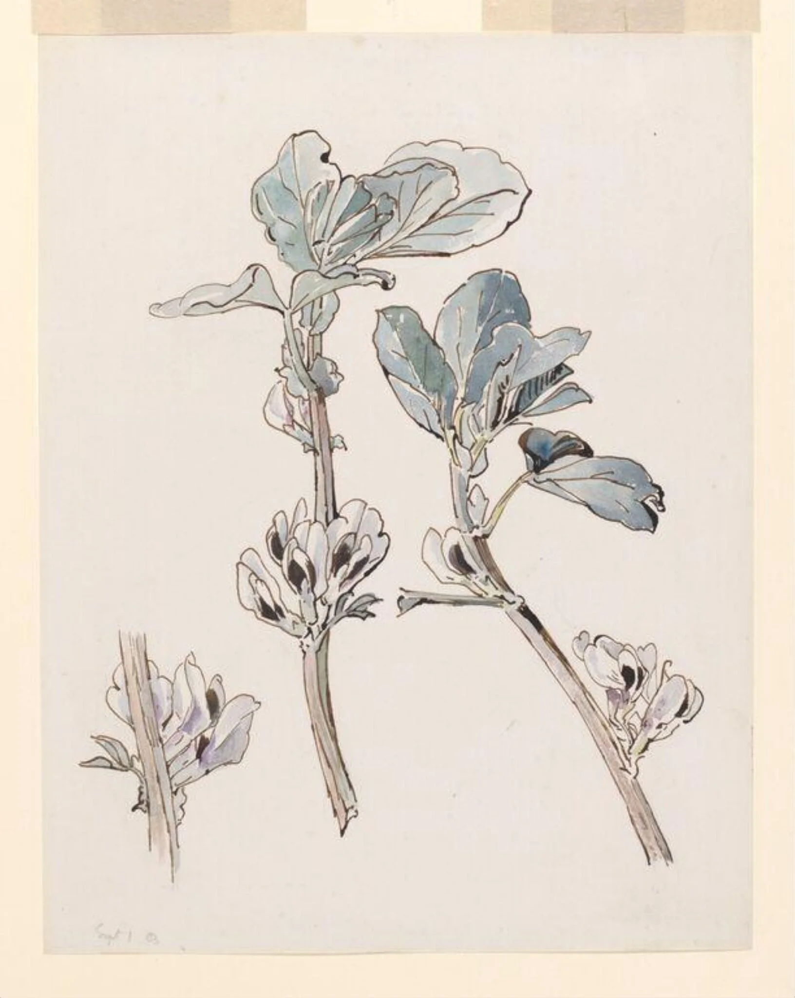 Broad bean in flower, detail