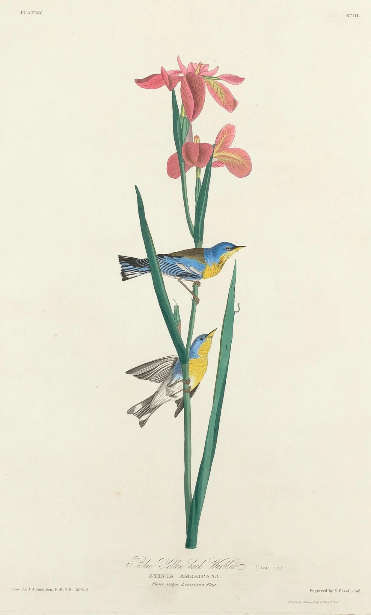 Blue Yellow-backed Warbler, detail