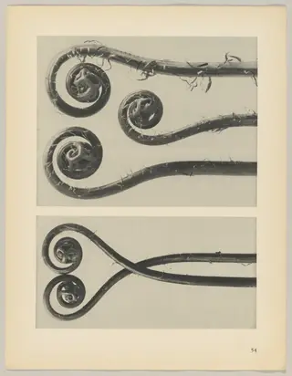 Adiantum pedatum, by Karl Blossfeldt, 1928