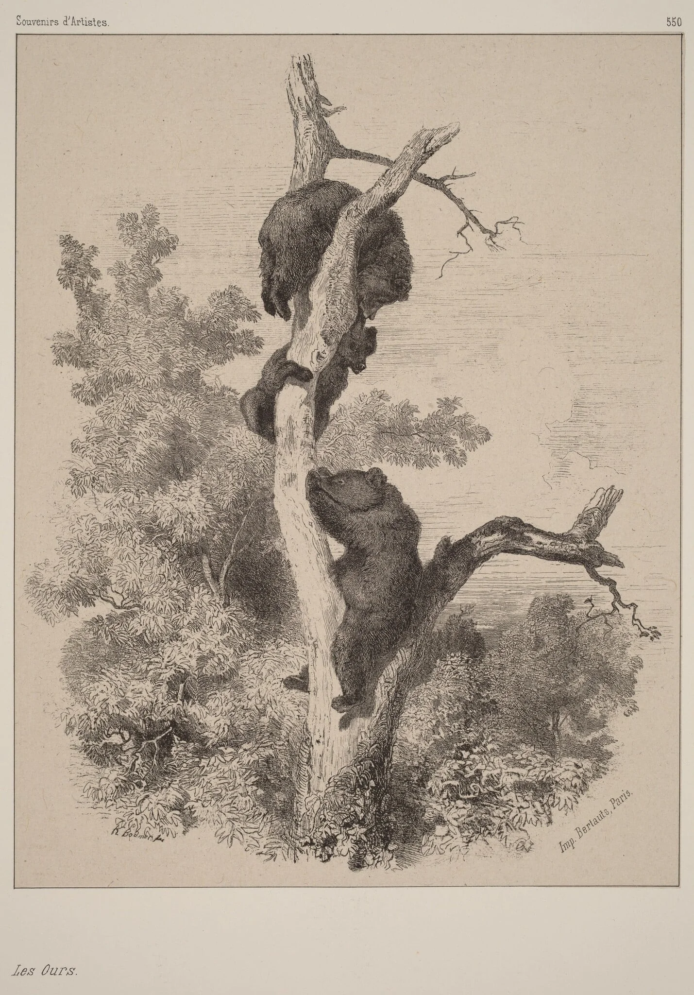 Les ours, detail