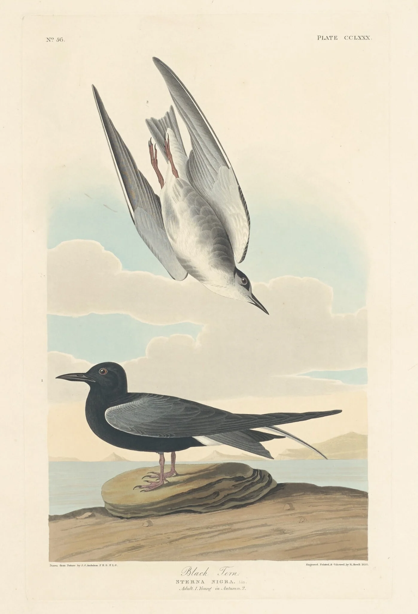 Black Tern, detail