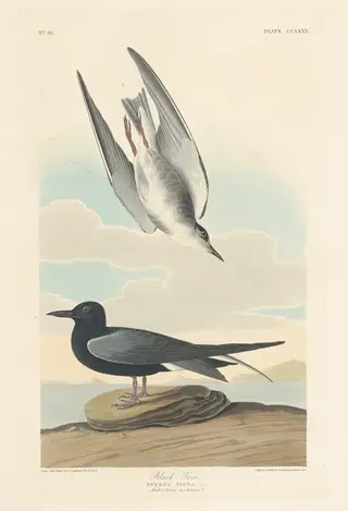 Black Tern, by Havell, Jr., Robert, ink, 1835