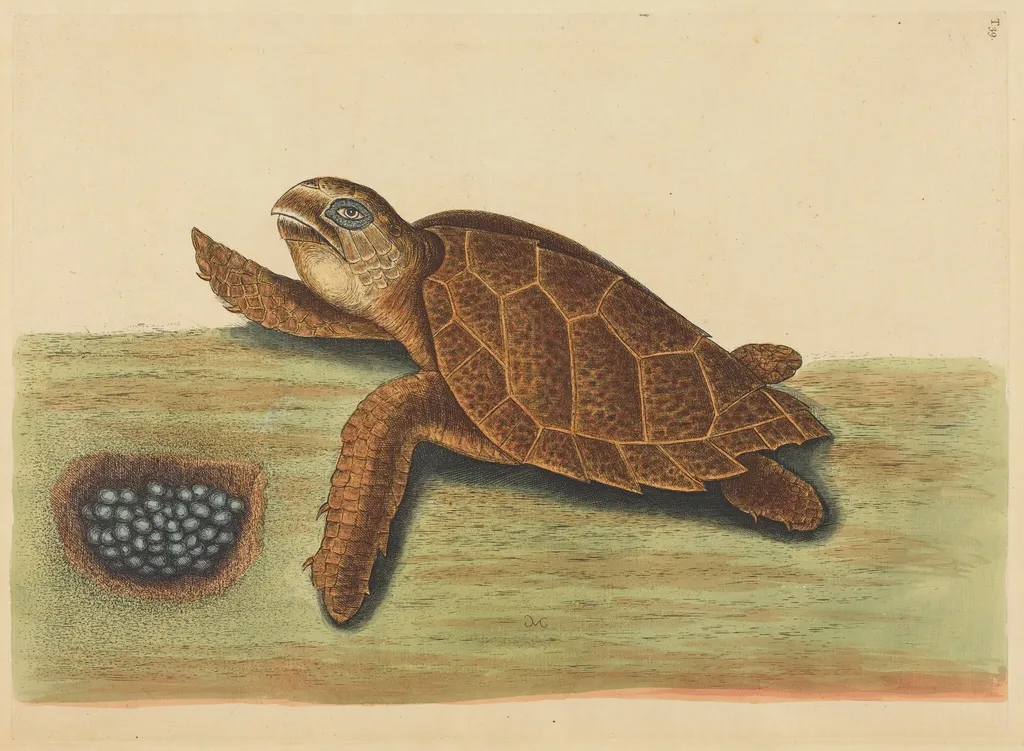 The Hawks-bill Turtle (Testudo caretta), by Mark Catesby, ink, 1737